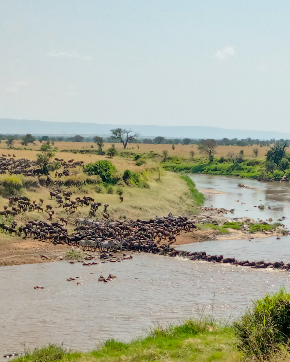 serengeti migration