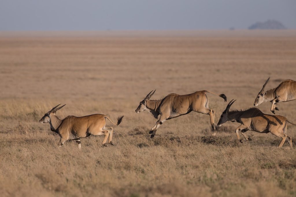 animals running on field during nighttime